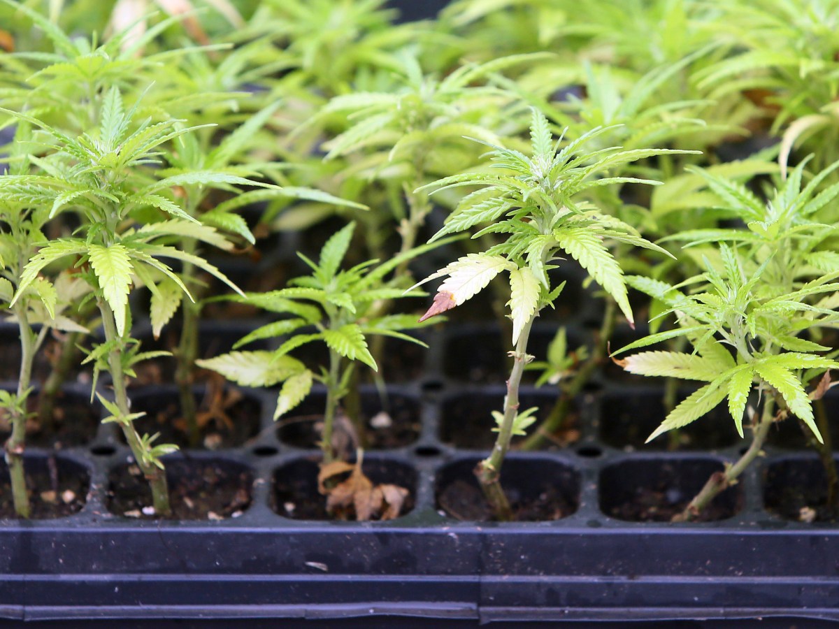 Rep. John Bell’s Hemp Company Files Blistering Legal Response