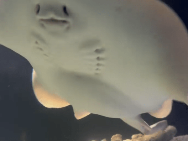 What Is Really Going On With Charlotte the Stingray?